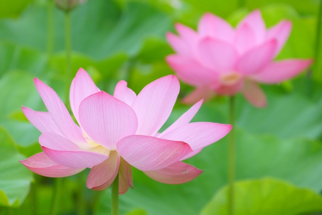 仏壇に飾る花に決まりはあるの?【種類や選び方など仏花について徹底解説】