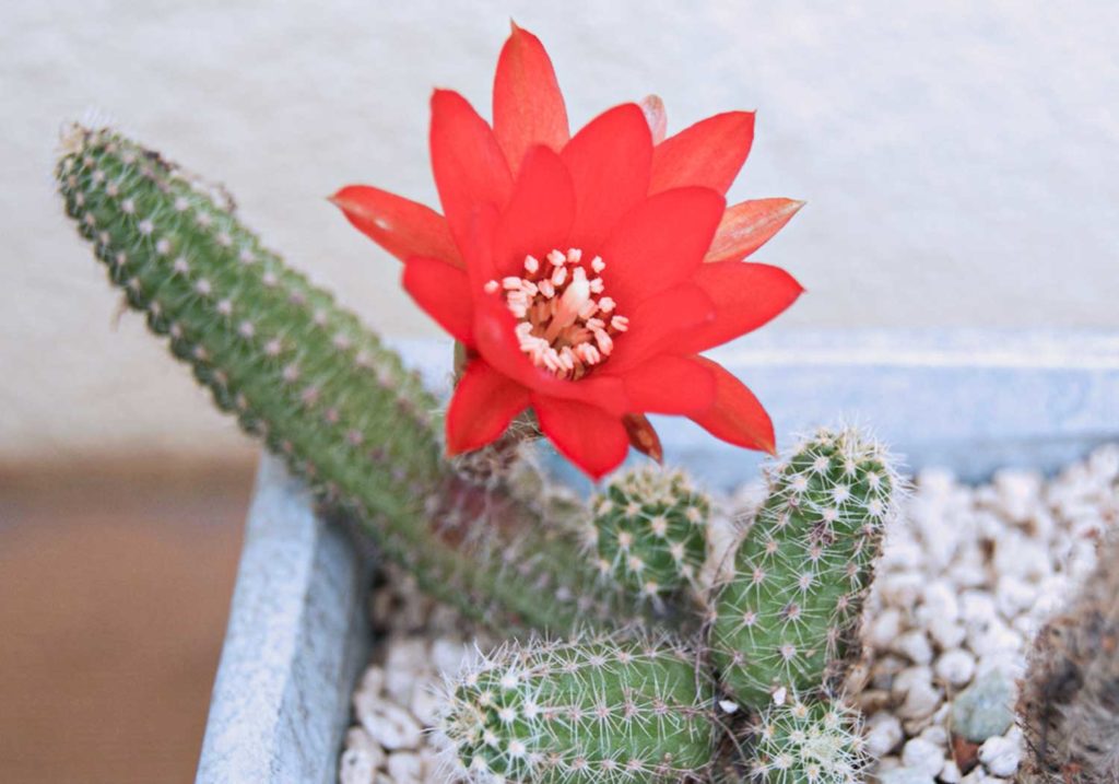 仏壇に飾る仏花の選びかた