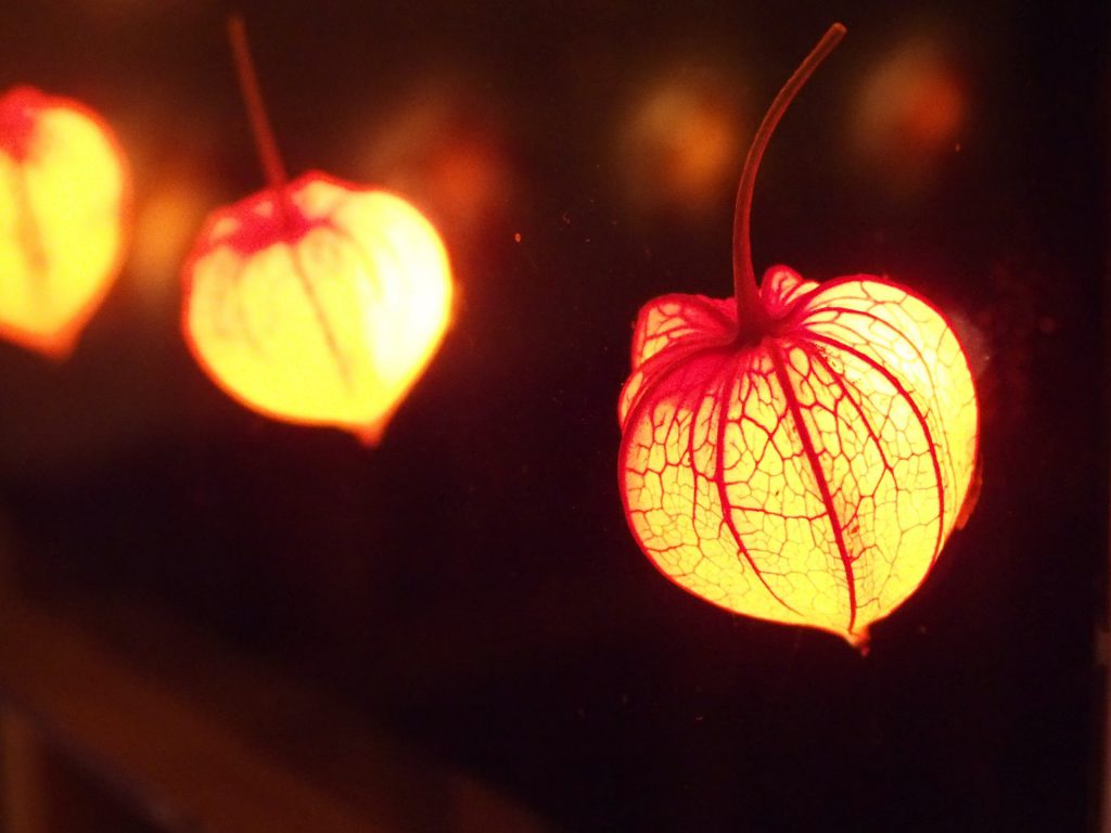 お盆飾りに「ほおずき」が使われる理由