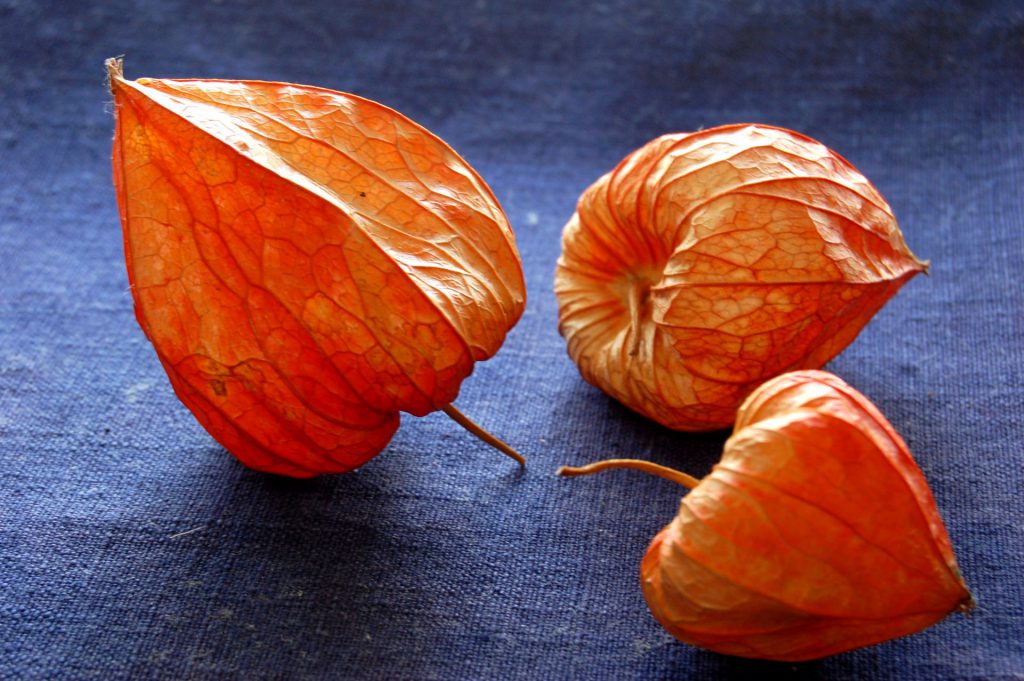 お盆飾りとしてのほおずきの飾り方